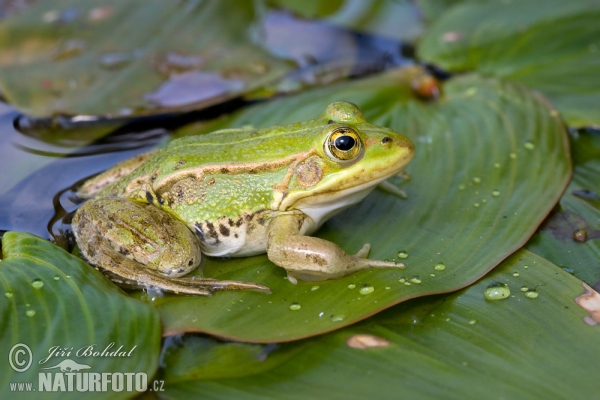 Skokan krátkonohý (Rana lessonae)