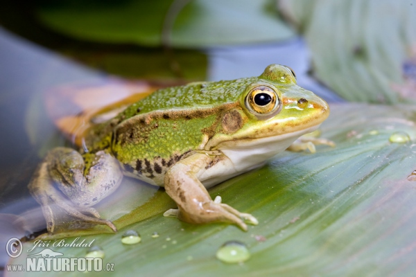 Skokan krátkonohý (Rana lessonae)