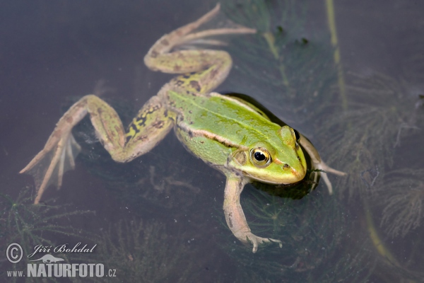 Skokan krátkonohý (Rana lessonae)