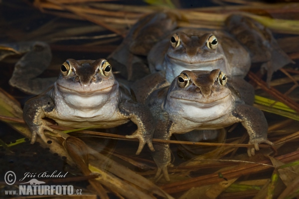 Skokan ostronosý (Rana arvalis)