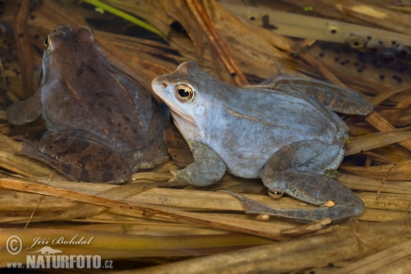 Skokan ostronosý (Rana arvalis)