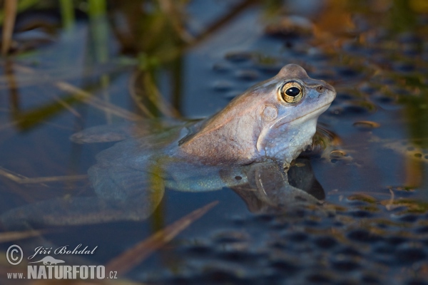 Skokan ostronosý (Rana arvalis)