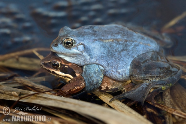 Skokan ostronosý (Rana arvalis)