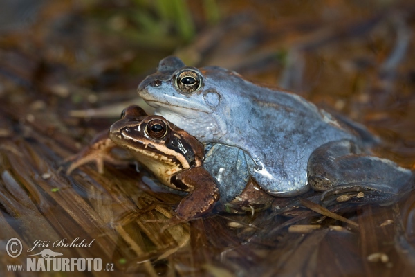 Skokan ostronosý (Rana arvalis)