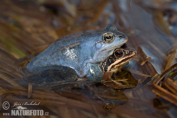 Skokan ostronosý (Rana arvalis)