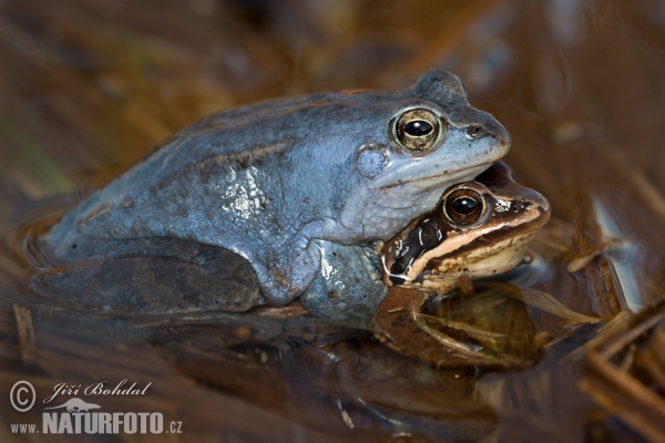 Skokan ostronosý (Rana arvalis)