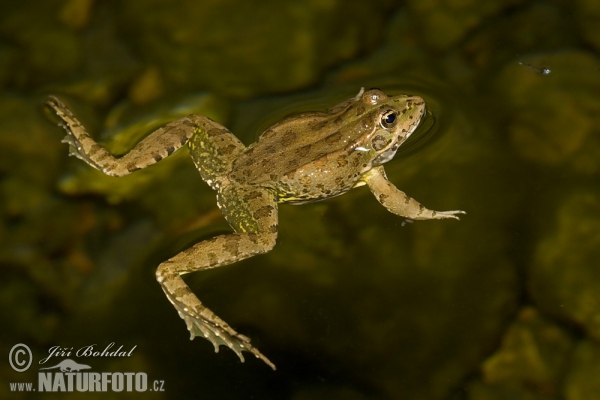 Skokan Perézův (Pelophylax perezi)