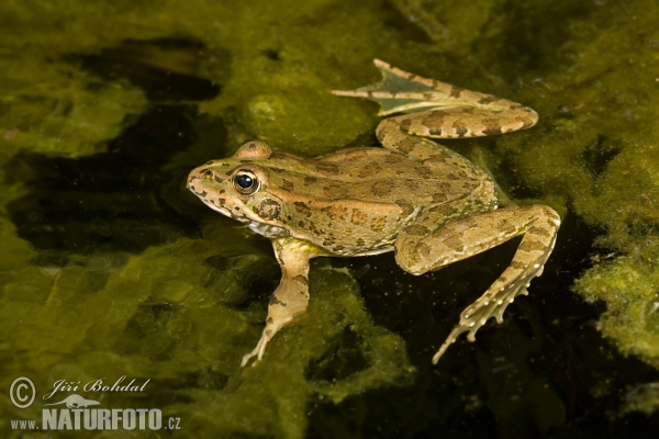 Skokan Perézův (Pelophylax perezi)