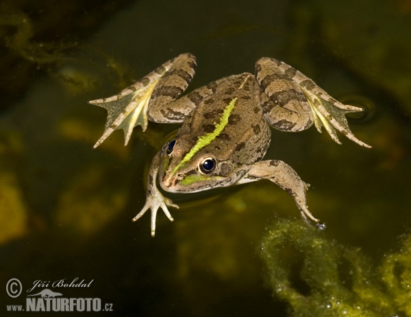 Skokan Perézův (Pelophylax perezi)