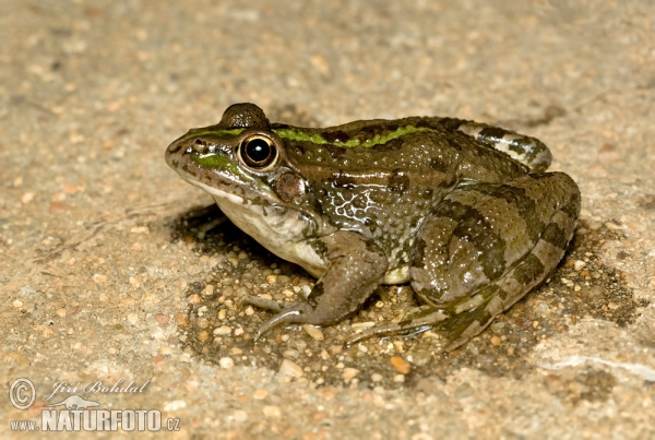 Skokan Perézův (Pelophylax perezi)