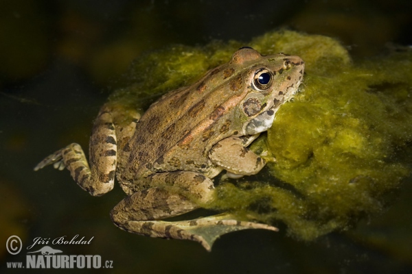 Skokan Perézův (Pelophylax perezi)