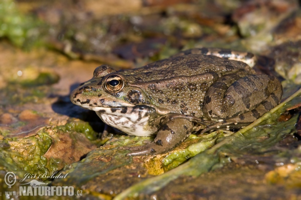 Skokan Perézův (Pelophylax perezi)