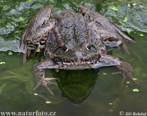 Skokan rapotavý (Rana ridibunda)