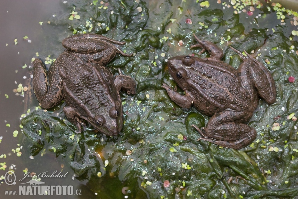 Skokan skřehotavý (Rana ridibunda)