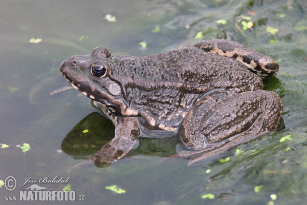 Skokan skřehotavý (Rana ridibunda)