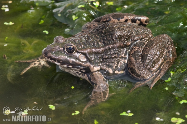 Skokan skřehotavý (Rana ridibunda)