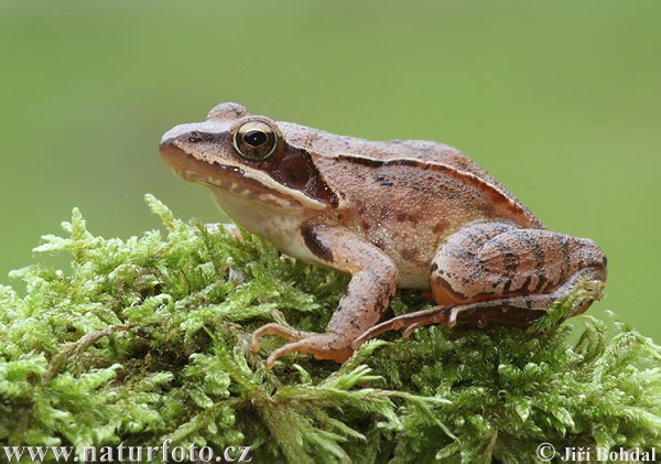 Skokan štíhly (Rana dalmatina)