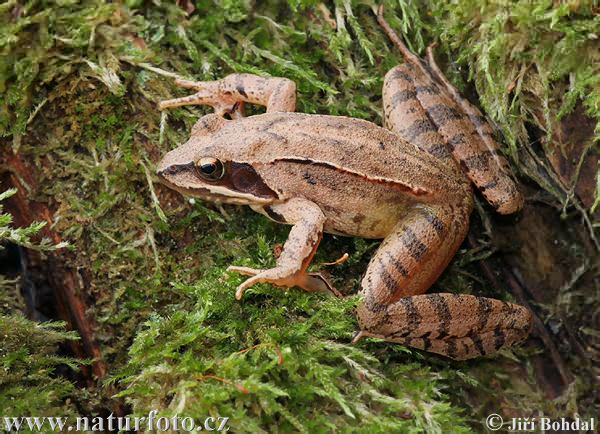 Skokan štíhly (Rana dalmatina)