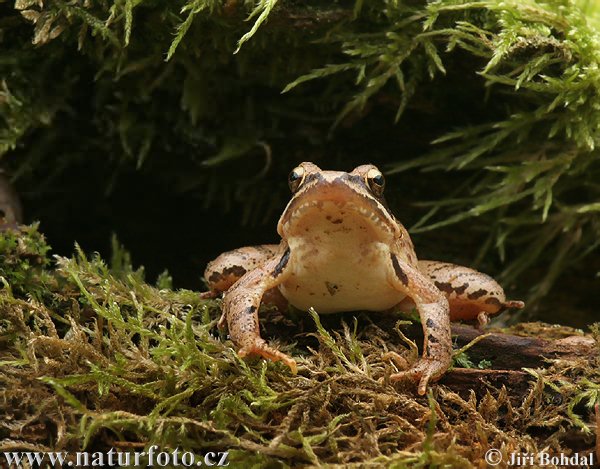 Skokan štíhly (Rana dalmatina)