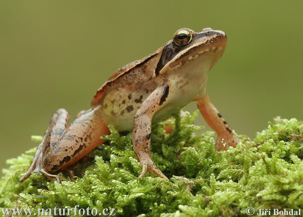 Skokan štíhly (Rana dalmatina)