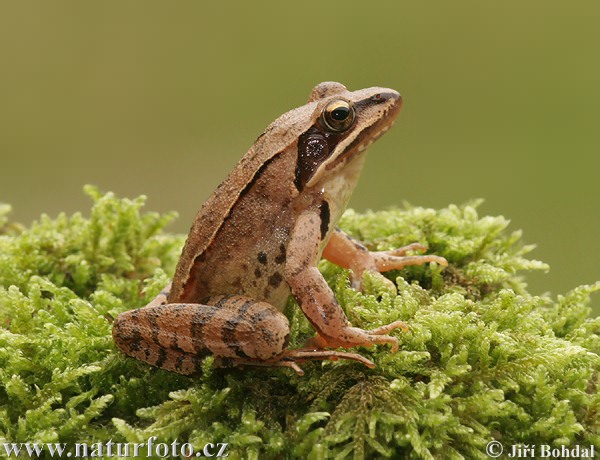 Skokan štíhly (Rana dalmatina)