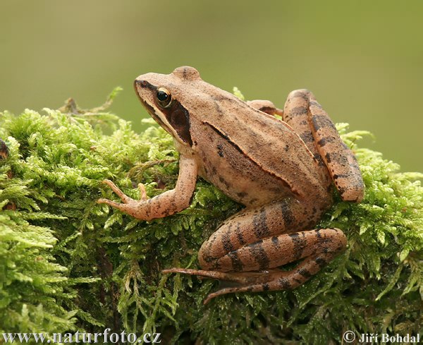 Skokan štíhly (Rana dalmatina)