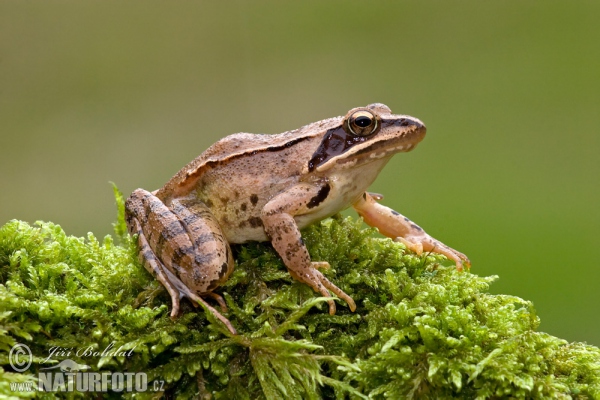 Skokan štíhlý (Rana dalmatina)