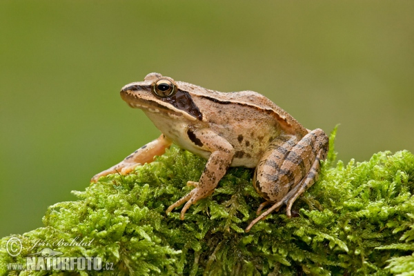 Skokan štíhlý (Rana dalmatina)