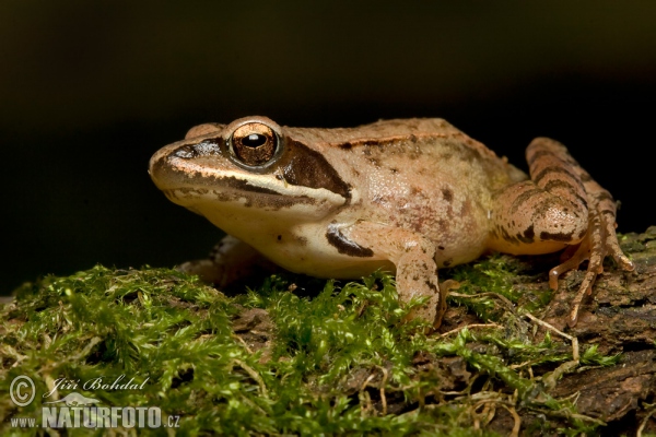 Skokan štíhly (Rana dalmatina)