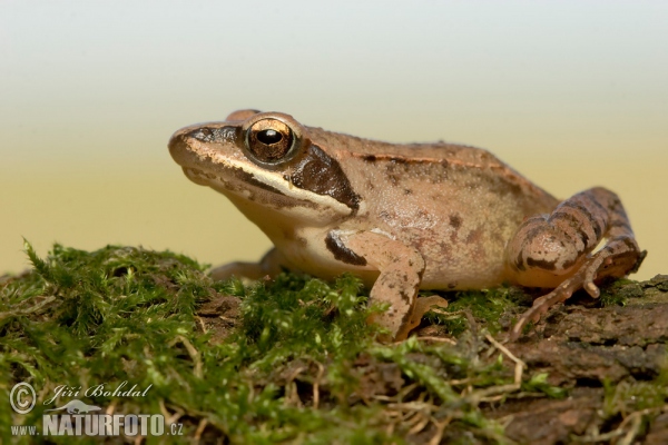 Skokan štíhly (Rana dalmatina)