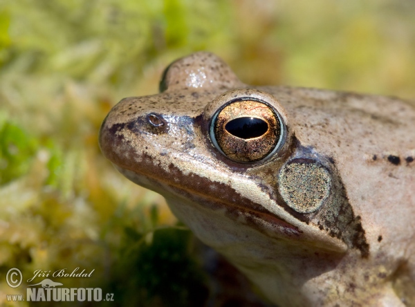 Skokan štíhlý (Rana dalmatina)