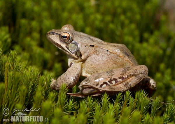 Skokan štíhlý (Rana dalmatina)