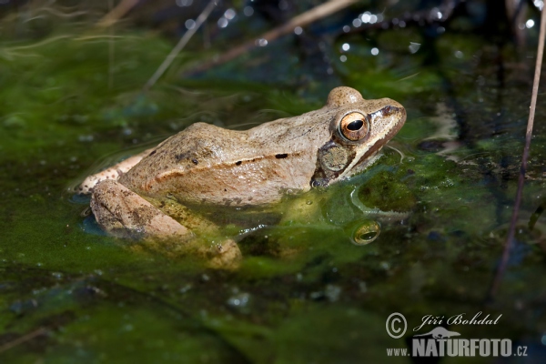 Skokan štíhlý (Rana dalmatina)