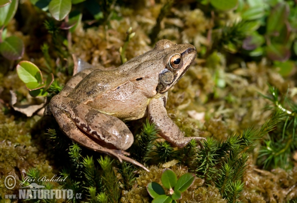 Skokan štíhlý (Rana dalmatina)