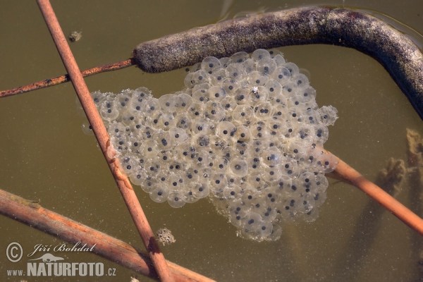 Skokan štíhly (Rana dalmatina)