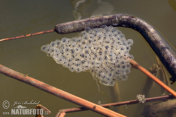 Skokan štíhly (Rana dalmatina)