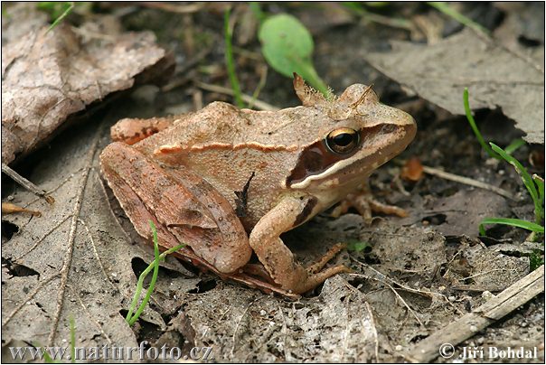 Skokan štíhly (Rana dalmatina)