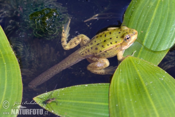 Skokan zelený (Rana esculenta)