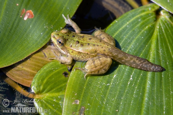 Skokan zelený (Rana esculenta)