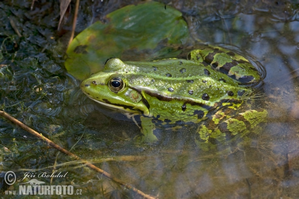 Skokan zelený (Rana esculenta)