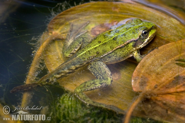 Skokan zelený (Rana esculenta)