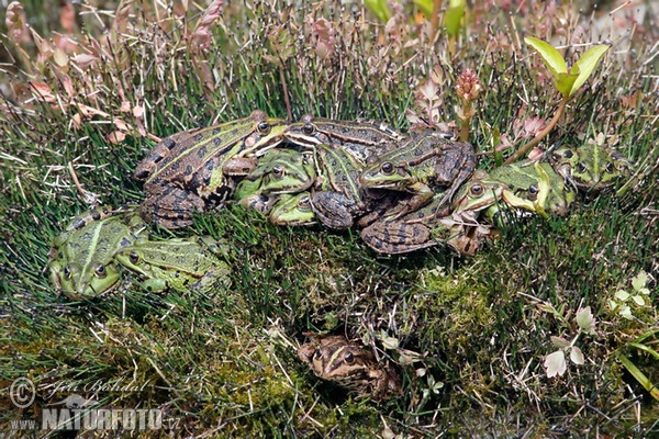 Skokan zelený (Rana esculenta)