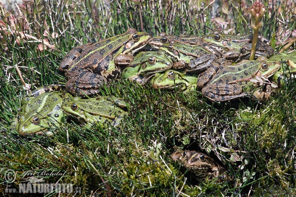 Skokan zelený (Rana esculenta)