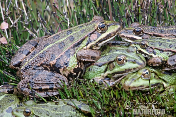 Skokan zelený (Rana esculenta)