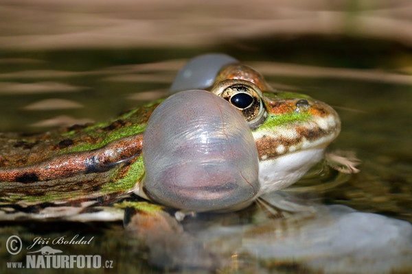 Skokan zelený (Rana esculenta)