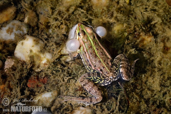 Skokan zelený (Rana esculenta)