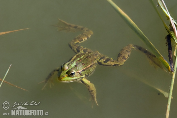 Skokan zelený (Rana esculenta)