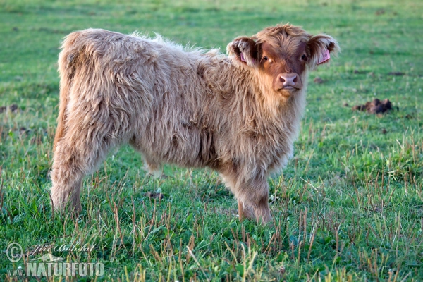 Skotský náhorní skot (Bos primigenius f. taurus)