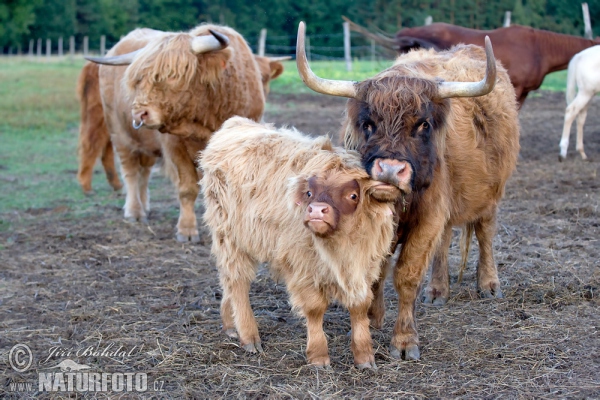 Skotský náhorní skot (Bos primigenius f. taurus)