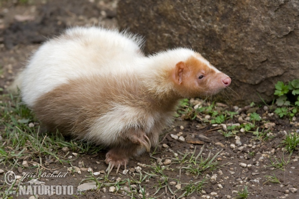 Skunk pruhovaný (Mephitis mephitis)